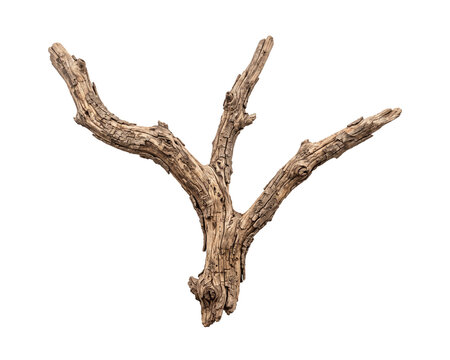 Weathered tree branch fork against a black background
