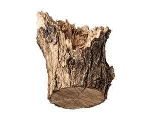 Obraz premium Broken tree branch base with exposed wood grain stands against black