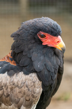 Bateleur Eagle Portrait With Red Face and Yellow Beak Close-Up Wildlife Photo