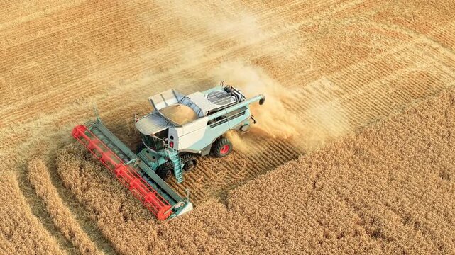 Full grain hopper on combine harvester cutting mature barley along field edge. Fresh stubble rows replacing standing crop with dust trailing behind. Modern farming agronomy seasonal harvest and grain