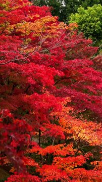 【縦動画】燃えるような赤色に紅葉したモミジなどの木々のティルトショット 4K