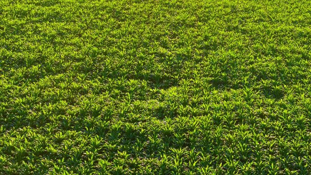 Wide corn plantation with repeating crop rows. Productive farmland texture under warm evening sunlight. Agricultural cultivation rural economy renewable food resources and silage maize concept