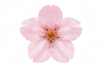 Fototapeta premium Single Delicate Pink Sakura Flower Macro