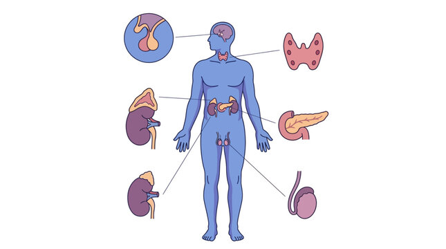 Human Endocrine System Diagram with Glands and Organs.