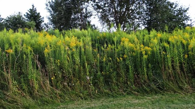The Canadian goldenrod has taken over the field and displaced all other plants. Yellow flowers in bloom. Invasive species. Solidago gigantea. Ecosystem disruption. Environmental problem. 4K footage.
