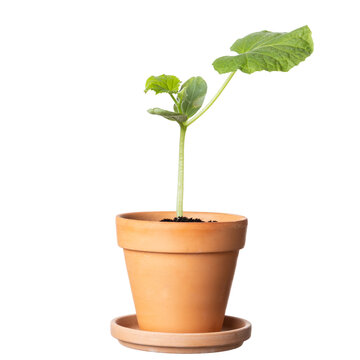Young green cucumber seedling growing in a terracotta clay pot with saucer, organic vegetable sprout packshot isolated on white background