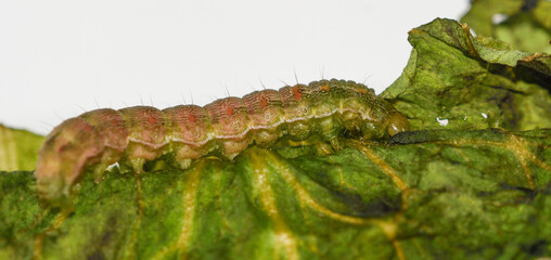 Close-up of a cotton bollworm larva feeding on a lettuce leaf © roberto
