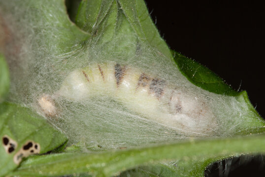 Close-up of a tomato looper silk cocoon on the underside of a tomato leaf