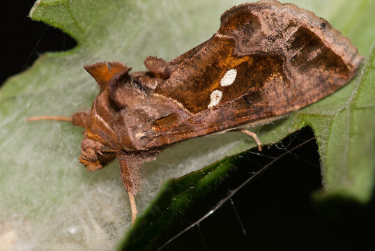 Close-up of an adult tomato looper butterfly