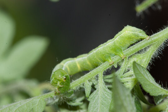 Close-up of a tomato looper larva devouring a tomato leaf
