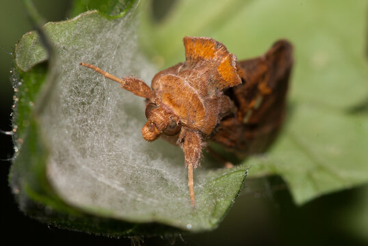 Close-up of an adult tomato looper butterfly