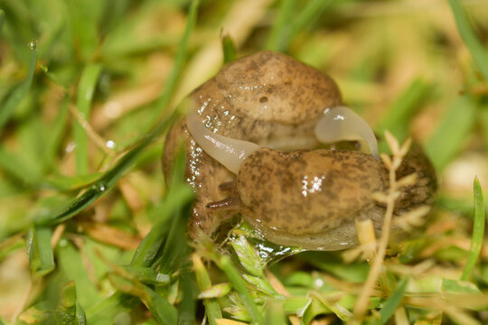 Close-up of two slugs of the genus Deroceras copulating