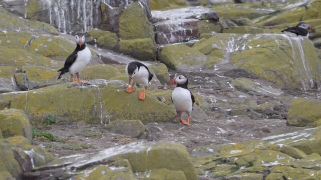 Atlantic puffins walking and moving across the rocky cliffs at Inner Farne island,