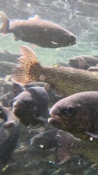 Trout farming in the fish pond, breeding freshwater fish in clear and cold water from a mountain stream, underwater footage - slow motion. Swarm of trout swimming close together