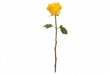 Fototapeta premium Single vibrant yellow rose with long stem and green leaves