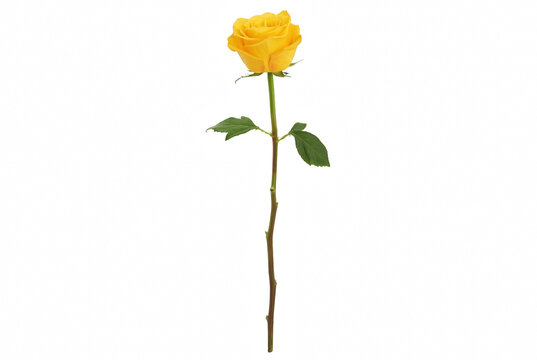 Single vibrant yellow rose with long stem and green leaves