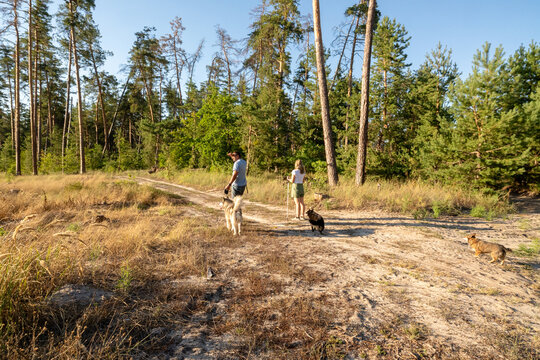 People walking with dogs on a sunny forest trail in pine woods during summer day