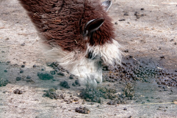 Naklejka premium Close up of an alpaca sniffing manure in its enclosure at a farm