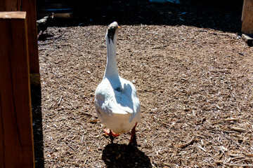 A single white domestic goose walking away on wood shavings in a farm enclosure © dizfoto1973