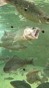 Feeding trout in the fish pond, breeding in fish farm, fight for food, clear and cold water from a mountain stream, underwater footage, slow motion
