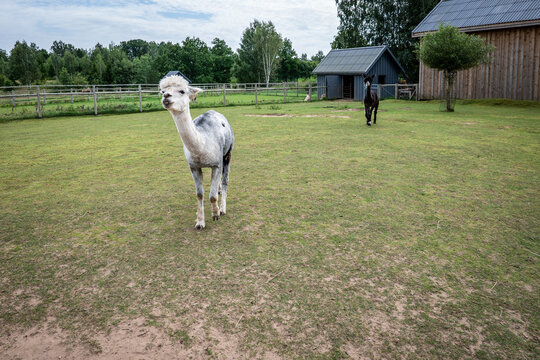 Two Shorn Alpacas Standing in a Green Rural Farm Paddock