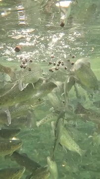 Feeding trout in the fish pond, breeding in fish farm, fight for food, clear and cold water from a mountain stream, underwater footage, slow motion