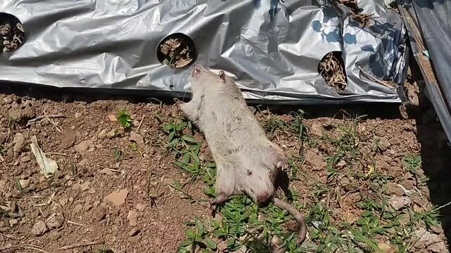 A dead rat carcass lies on the ground near the plastic mulch in a farm field.