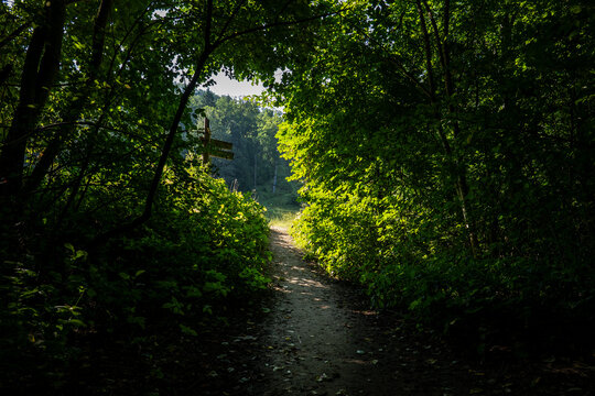 Narrow Forest Path Leading Through Dense Green Foliage Toward Sunlight