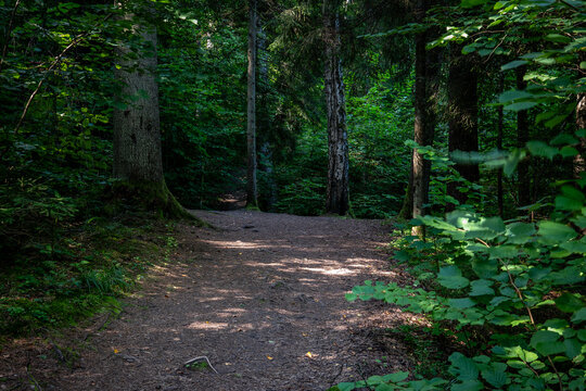Peaceful Forest Trail Through Dense Green Woodland in Dappled Sunlight