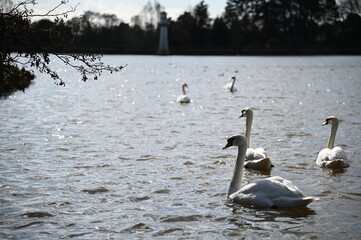 Graceful white swans swimming together on a calm lake surface scenery © Aoun