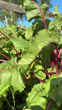 Fresh green beetroot leaves with vibrant red stems growing in the garden bed on a sunny summer day.