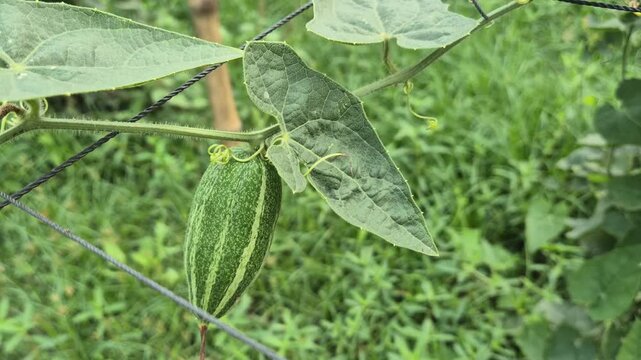 Fresh Striped Pointed Gourd Hanging On Net Trellis In Organic Farm Close Up