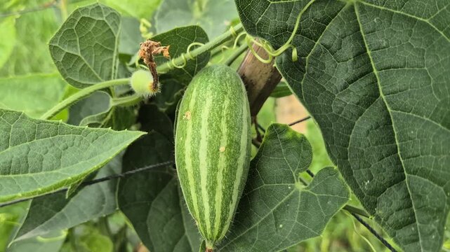 Fresh Striped Pointed Gourd Hanging On Vine In Organic Farm Field Close Up
