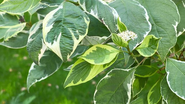 Close-up of variegated Cornus alba leaves with white borders and small white flowers blooming in a sunny garden in Iași, Romania.