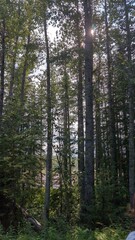 Fototapeta premium trees in the forest