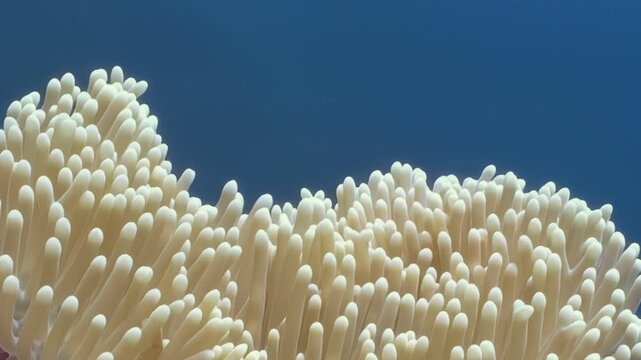 Observe a captivating pink anemonefish nestled amongst the flowing tendrils of its anemone home. A tranquil aquatic environment on a bright day.