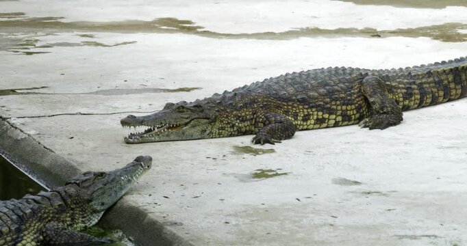 Two crocodiles basking on a concrete edge near water showcasing their rugged textures and colors.