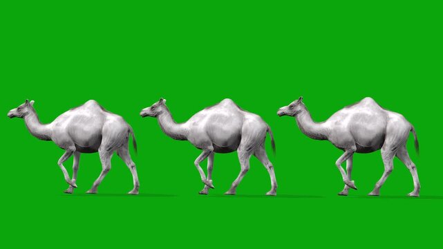 4k three Albino camels train walk cycle loop side view animation on isolated Green Screen Animal, 3D realistic white kohi camels Caravan walk rendering on the chroma key