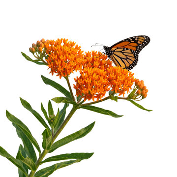 Butterfly weed (Asclepias tuberosa) with bright orange clusters and a monarch butterfly, isolated on transparent background, ideal for prairie ecology, pollinator garden, and wildlife concepts.