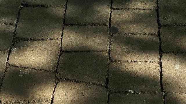 Soft tree shadows cast by natural sunlight over concrete paving stones in an outdoor alleyway in Iași, Romania.