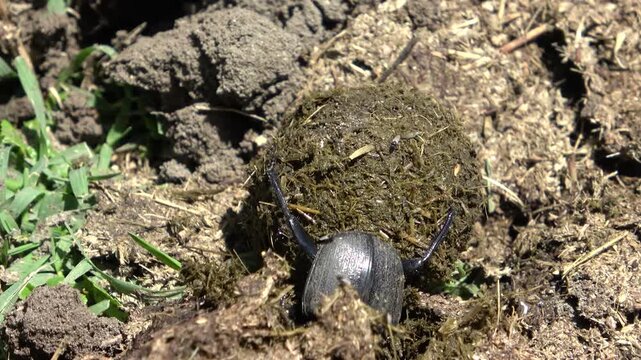 A dung beetle shapes a perfect dung ball and rolls it backward across the African savanna. A fascinating macro close-up of nature's unique cleaner working on the wild plains.