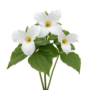 Trillium grandiflorum large three-petaled white blooms with lush green leaves isolated on transparent background, iconic woodland wildflower for spring botanical design and nature art compositions.