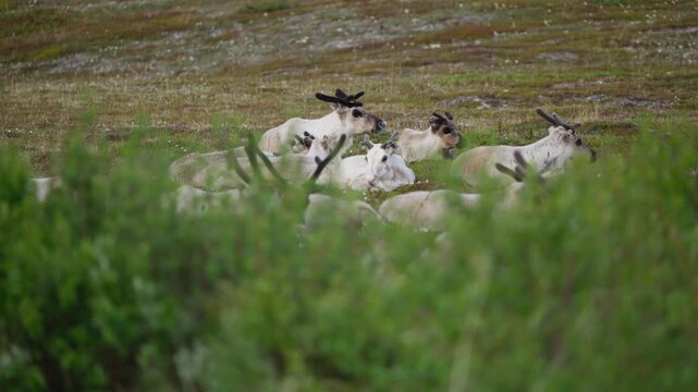 Mountain reindeer resting in Norway on flat alpine grassland, filmed from behind a blurred bush foreground; static composition with slow motion wildlife behavior.