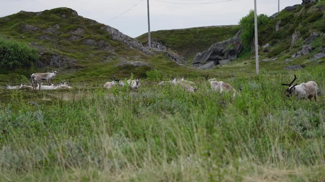 Mountain reindeer in Norway rest on tundra hillside as one stands watch. Wide landscape shot includes telegraph pole and overhead wire, showing wildlife near human infrastructure.