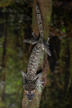 Giant leaf-tailed gecko (Uroplatus fimbriatus) native to Madagascar, camouflaged on a tree trunk.