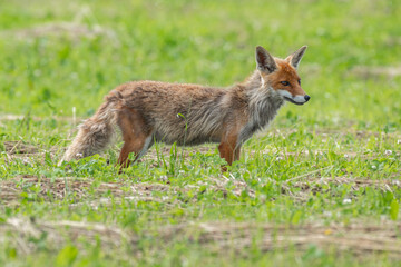 Obraz premium Red fox standing in a green grassy field looking alert in Latvia