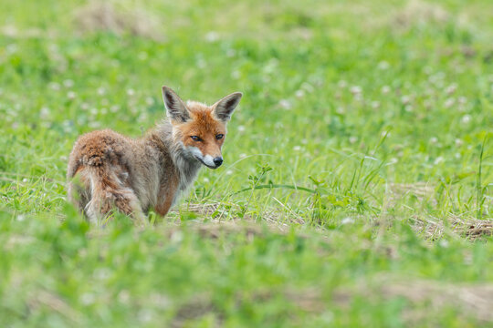 Red fox standing in a green grassy field looking alert in Latvia
