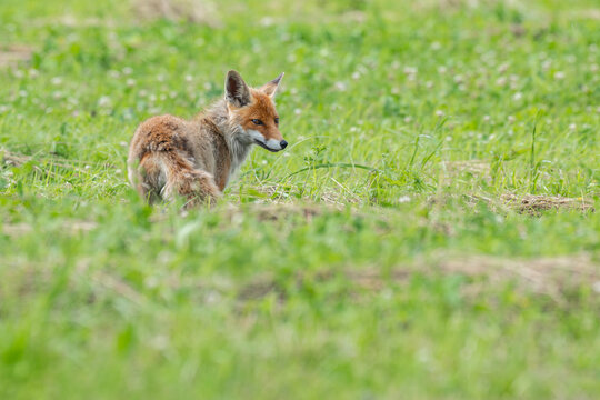 Red fox standing in a green grassy field looking alert in Latvia