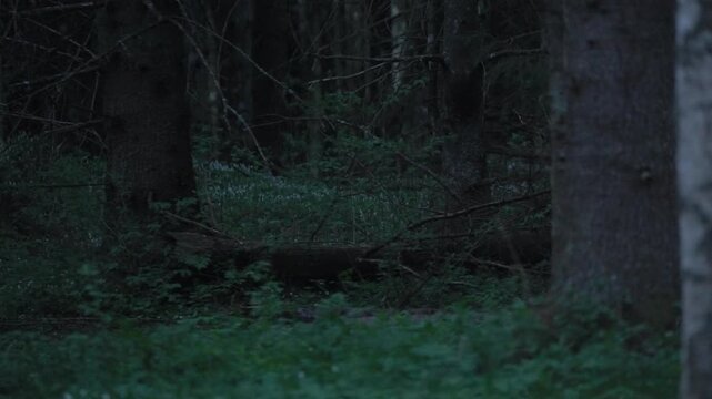 European badger climbs a fallen tree trunk in slow motion, moving through forest undergrowth before disappearing over the top. Palasi, Estonia wildlife behavior.