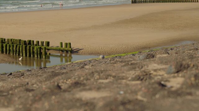 A seagull stands prominently in the foreground with the North Sea and a sandy beach stretching into the background. A peaceful coastal scene featuring natural seaside scenery, ocean views and wildlife